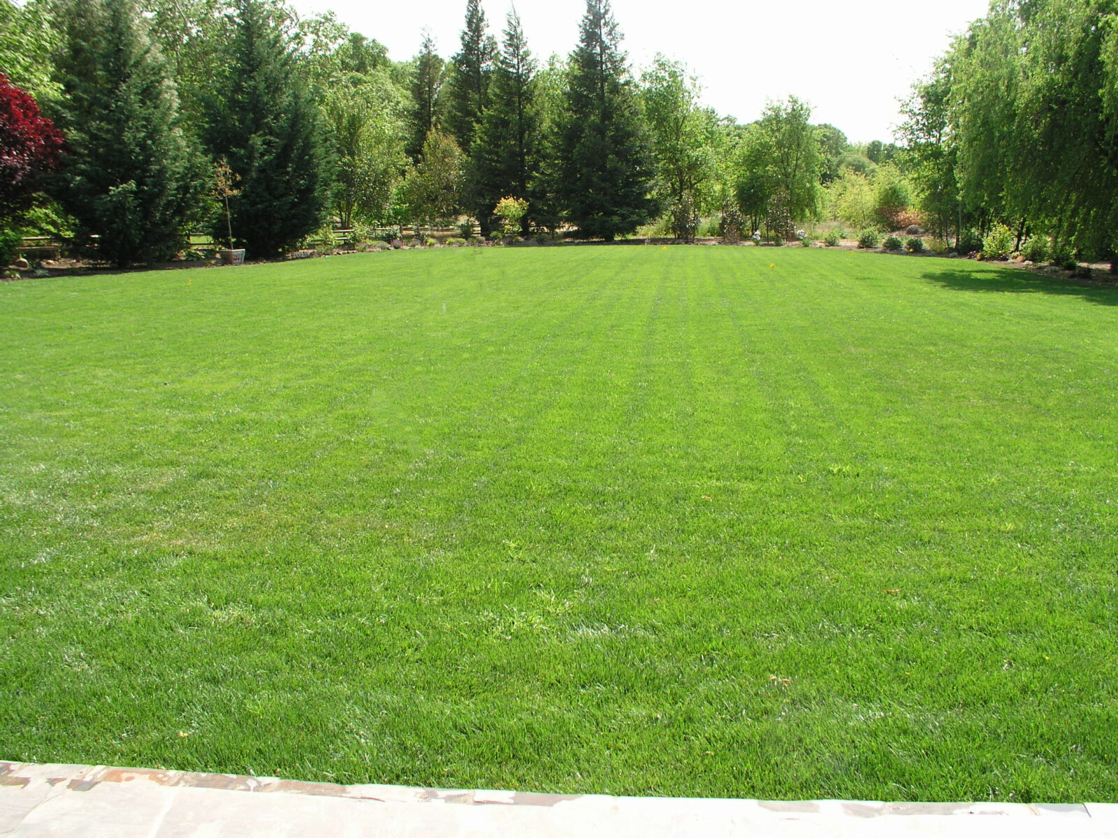 Engineered Hoot H600 BNR mound replacement reclaiming backyard Clarksburg California